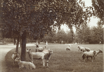 604513 Gezicht in het Wilhelminapark te Utrecht, met enkele schapen.
